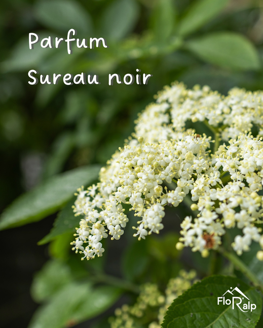 Les ingrédients de la crèmes hydratantes FloR'alp décryptés : le parfum cynorrhodon