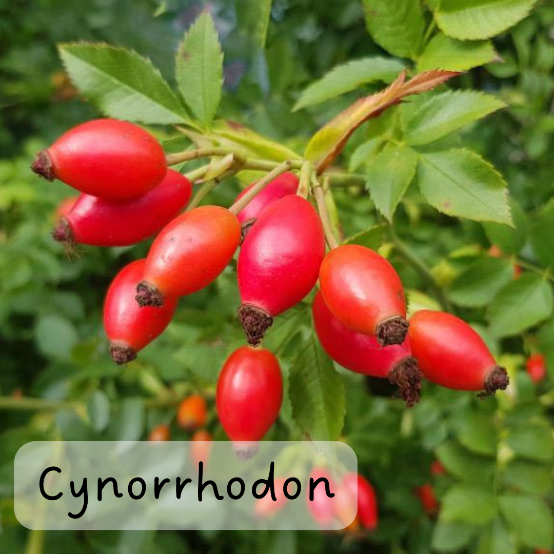 Crème hydratante FloR'alp parfum Cynorrhodon